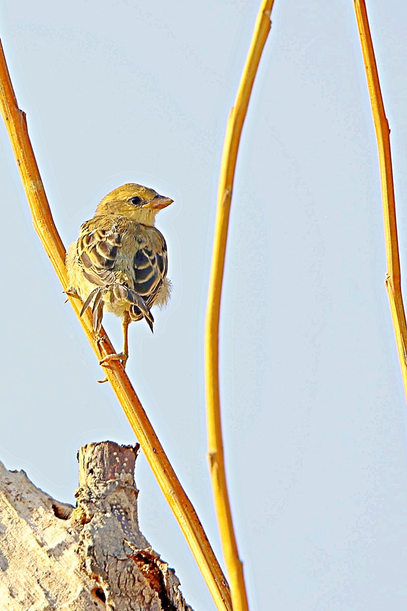 Baya Weaver - Brad Kremer