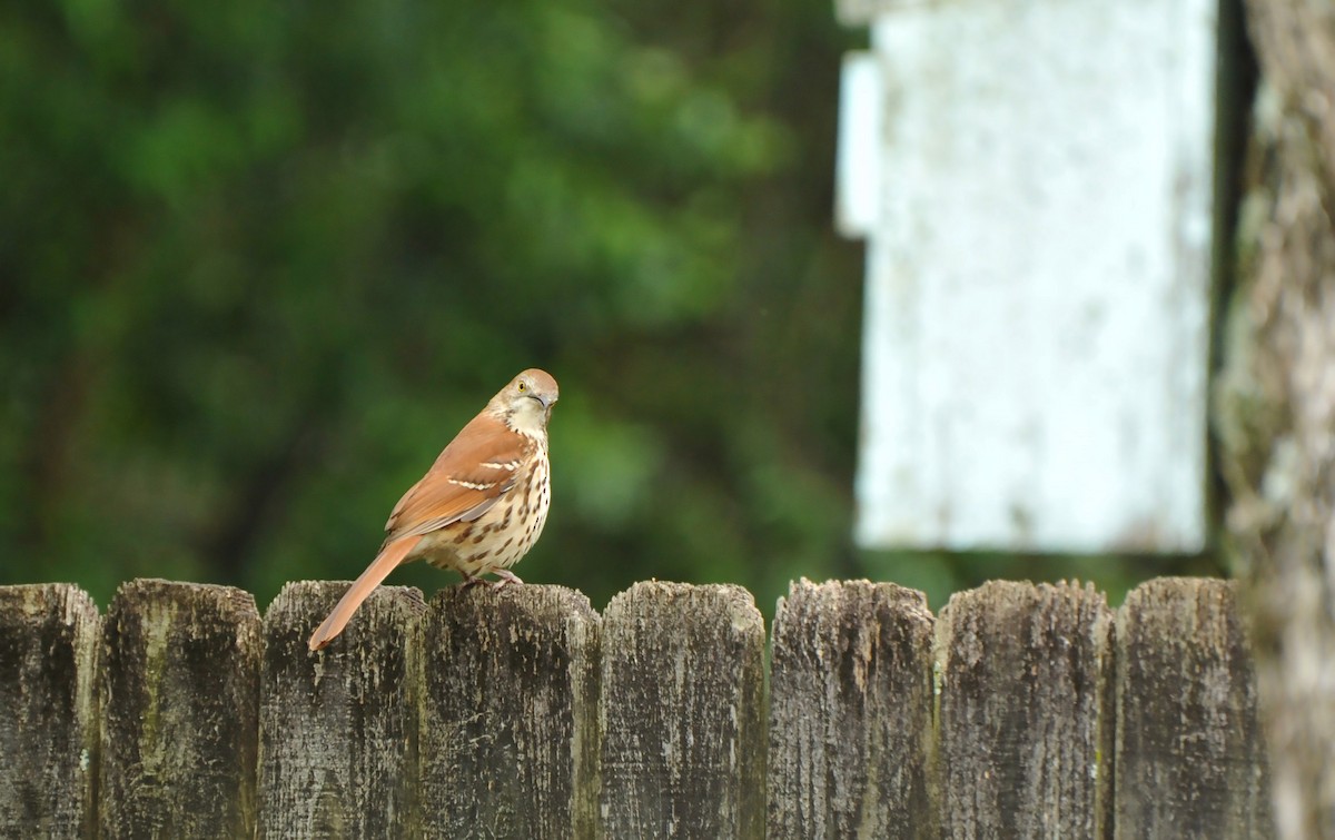 Brown Thrasher - ML616717190