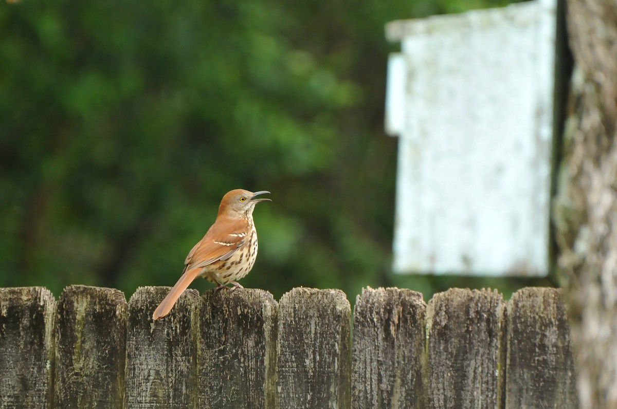 Brown Thrasher - ML616717191