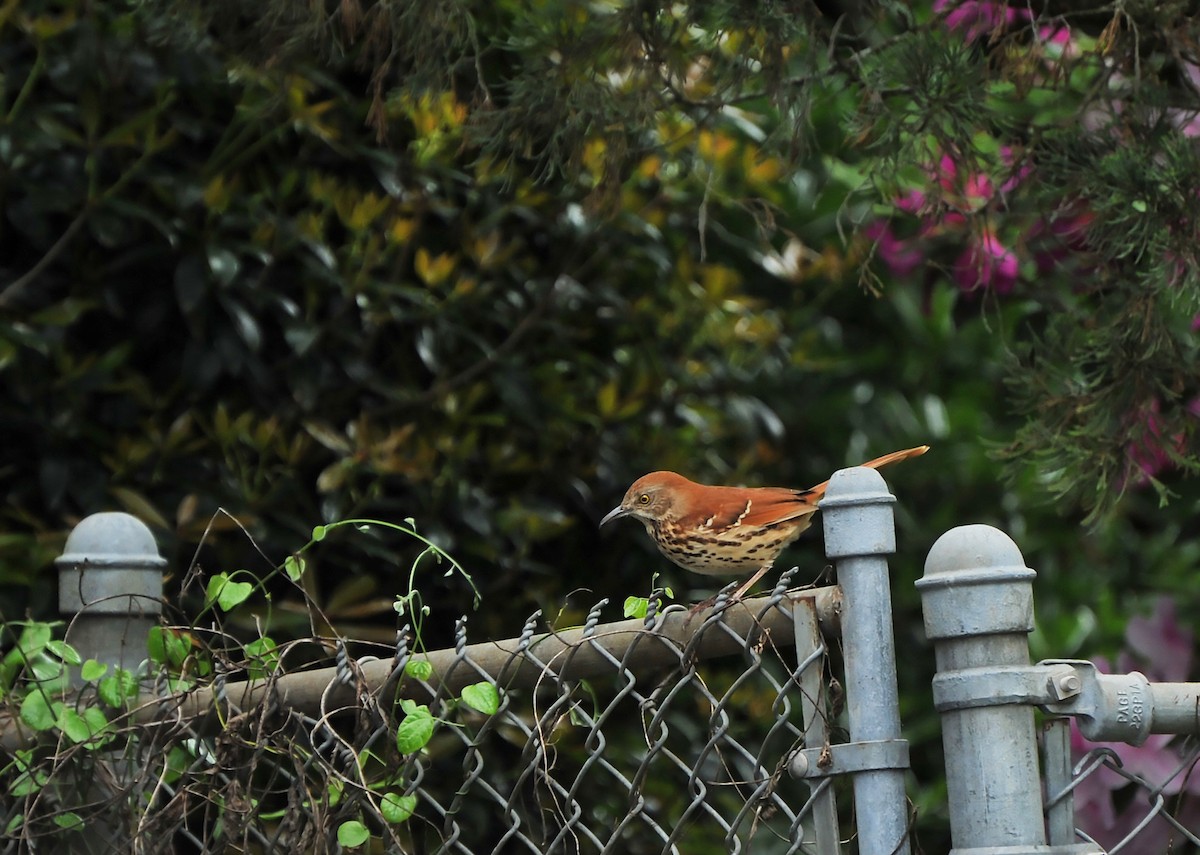 Brown Thrasher - ML616717192