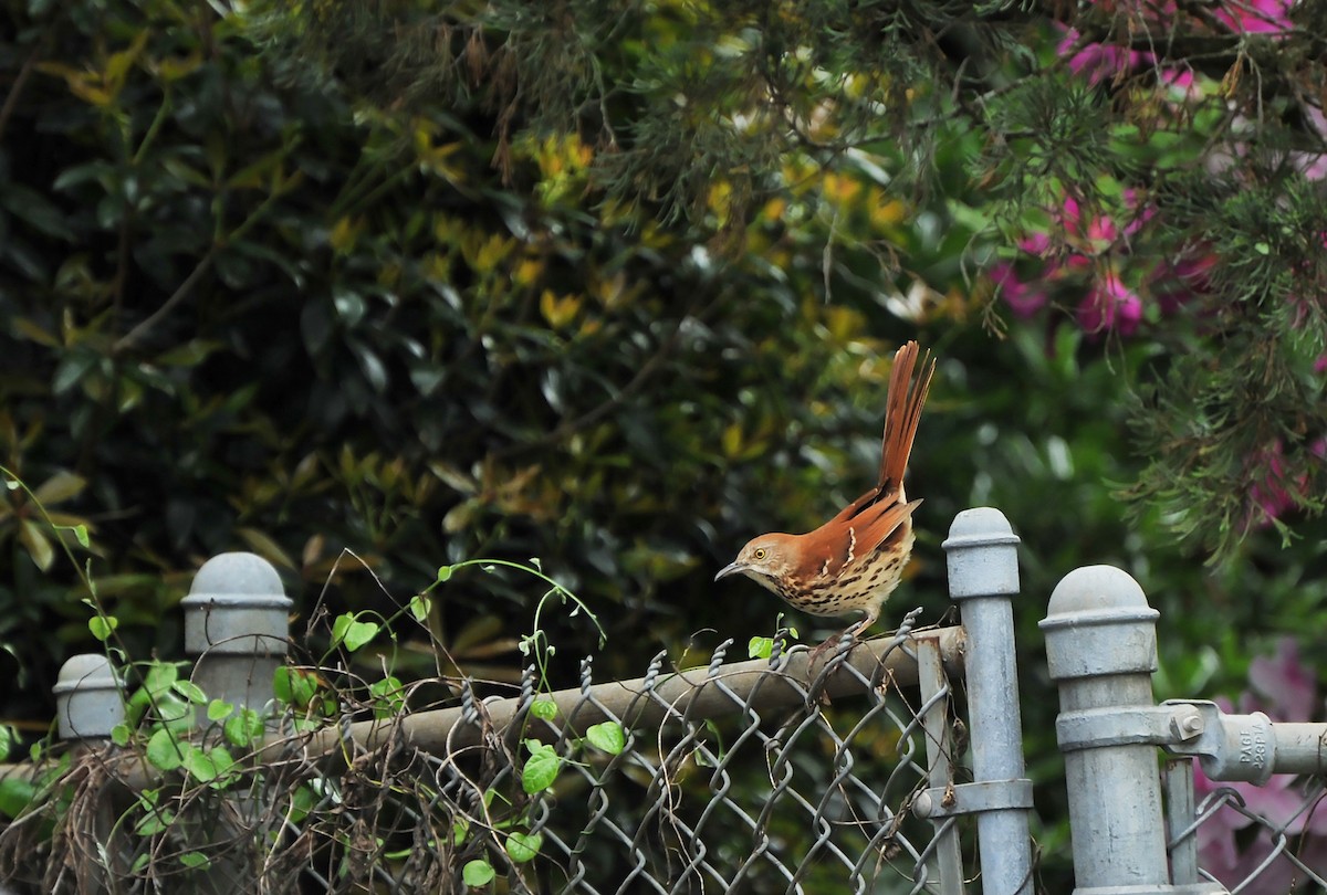 Brown Thrasher - ML616717193