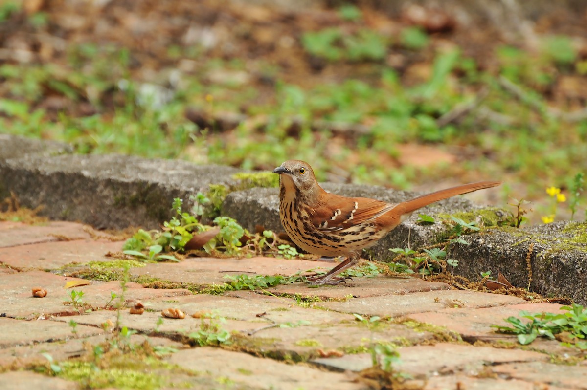 Brown Thrasher - ML616717194