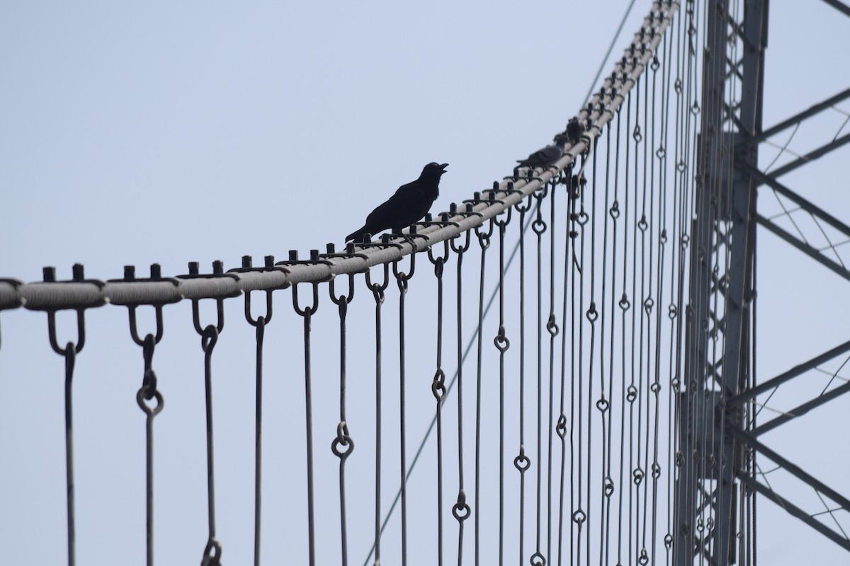 Large-billed Crow - ML616717200