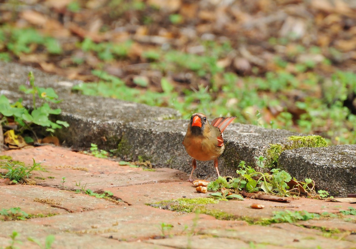 Northern Cardinal - ML616717208