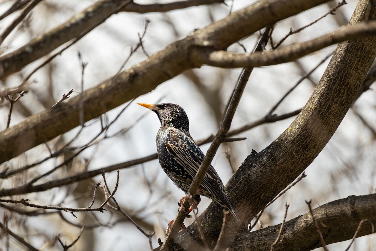 European Starling - ML616717211