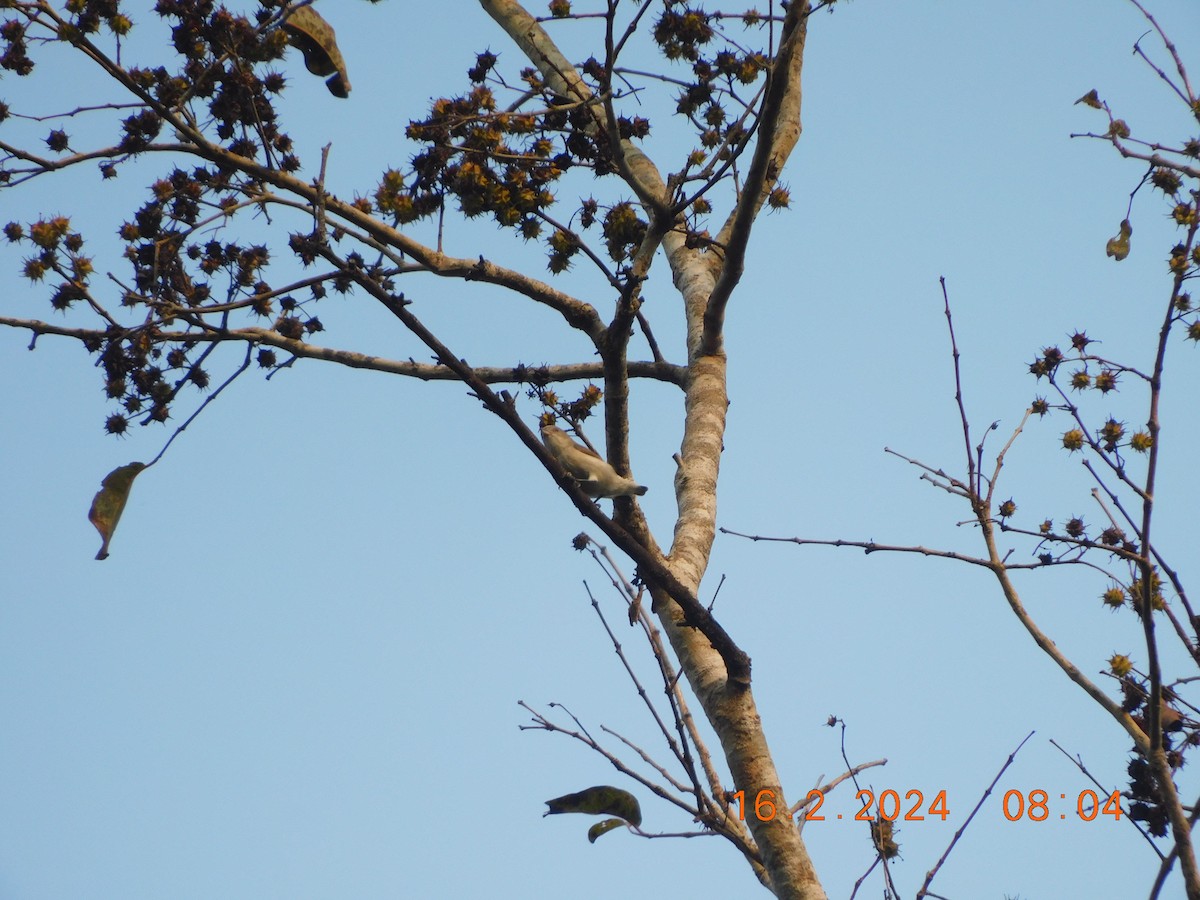 Thick-billed Flowerpecker - Sushant Pawar