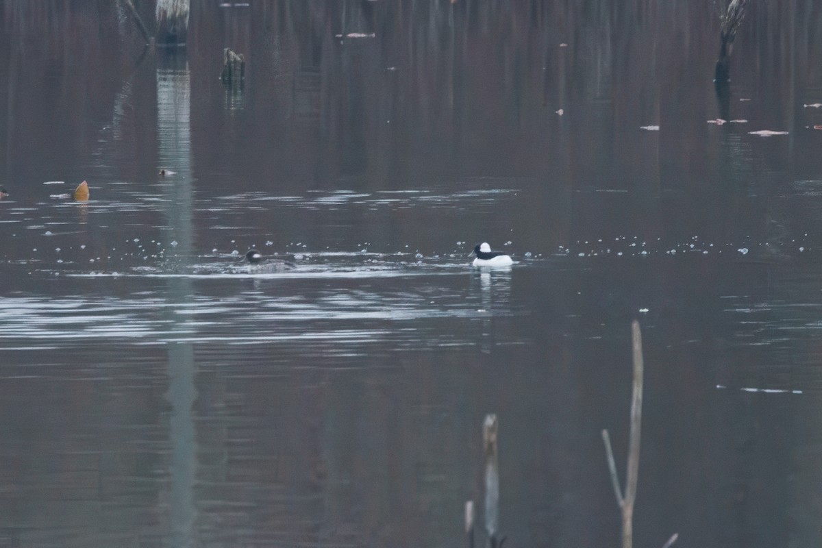 Bufflehead - ML616717215
