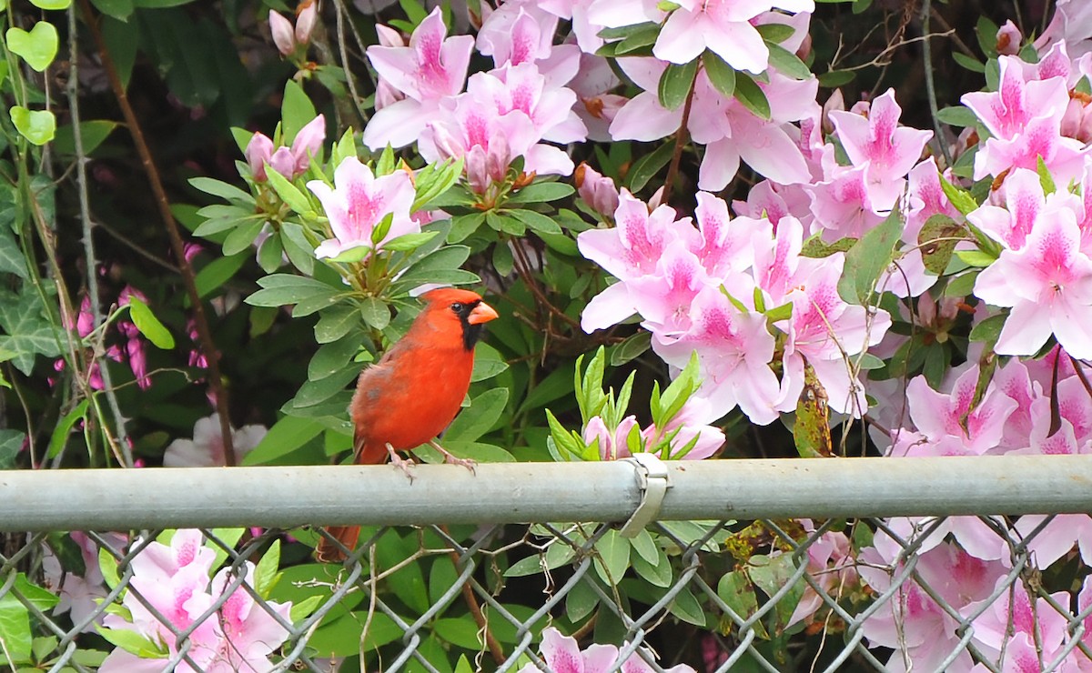 Northern Cardinal - ML616717222