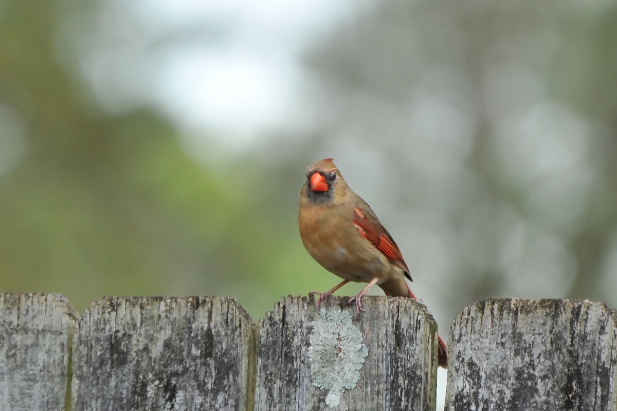 Northern Cardinal - ML616717223