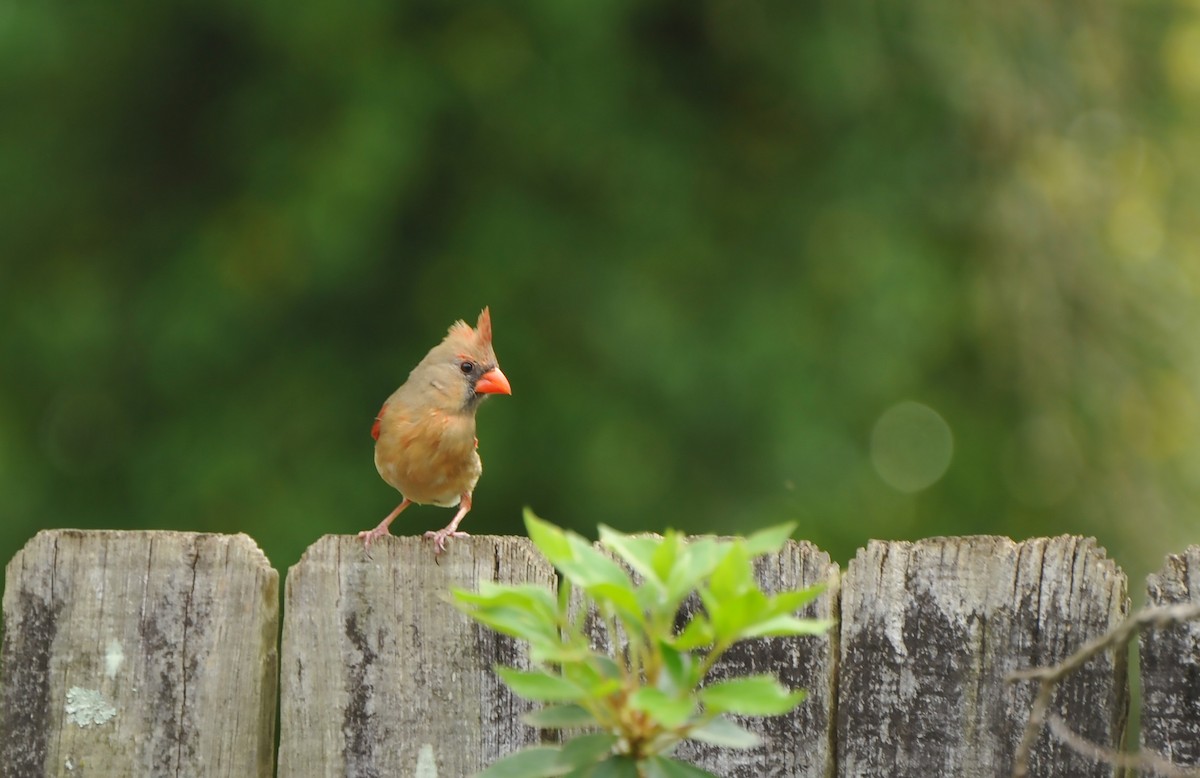 Northern Cardinal - ML616717225