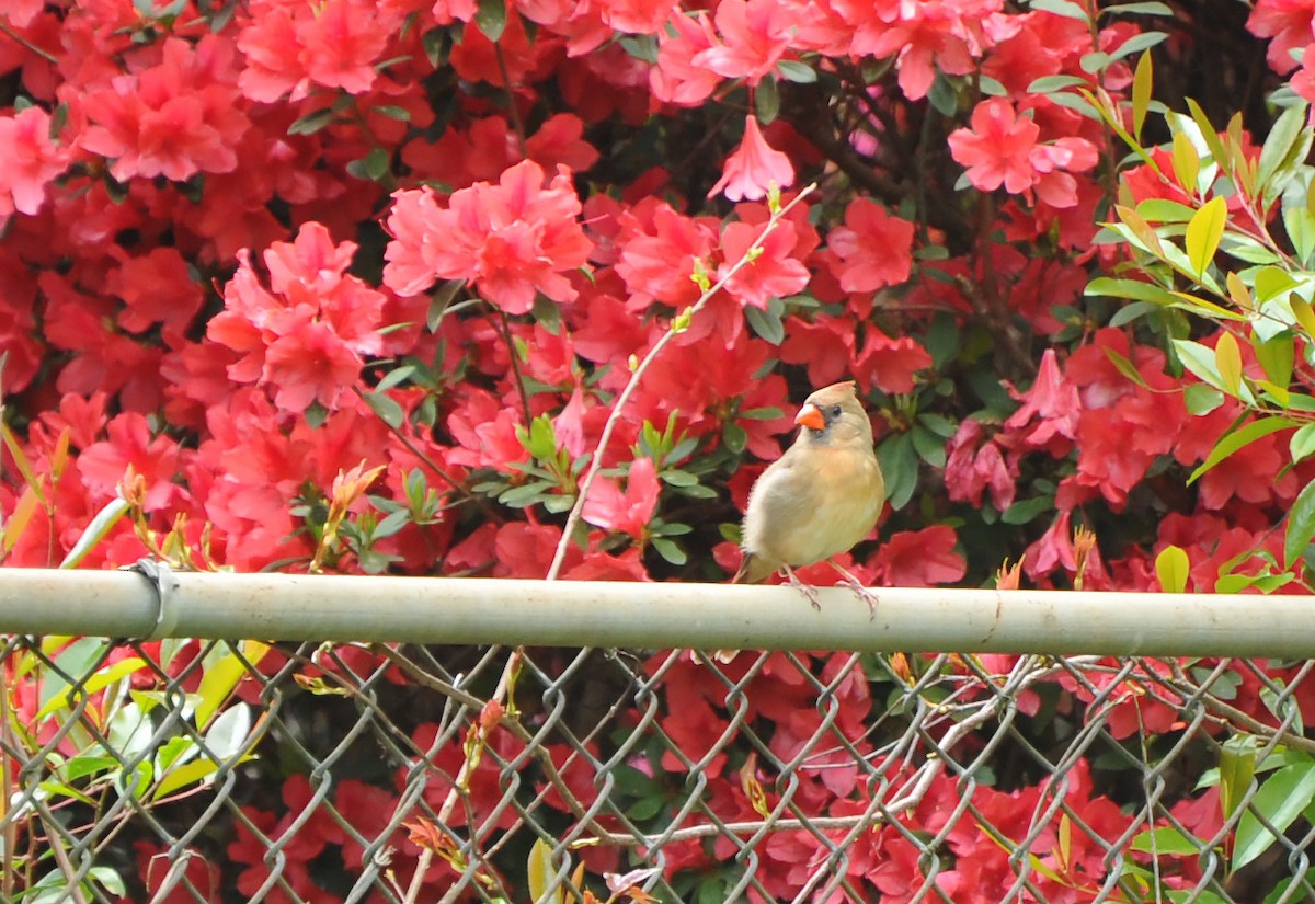 Northern Cardinal - ML616717226