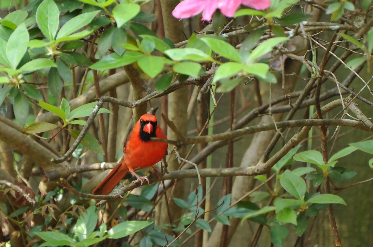 Northern Cardinal - ML616717228