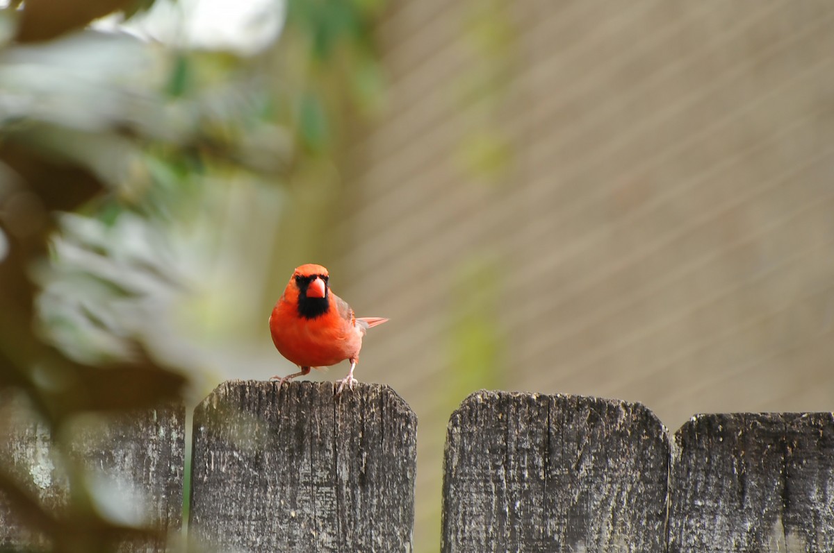 Northern Cardinal - ML616717229