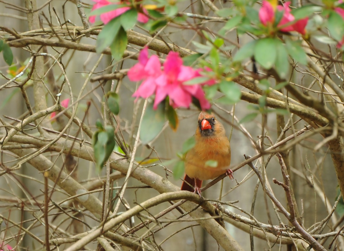 Northern Cardinal - Walt Jones