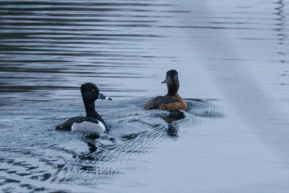 Ring-necked Duck - ML616717237