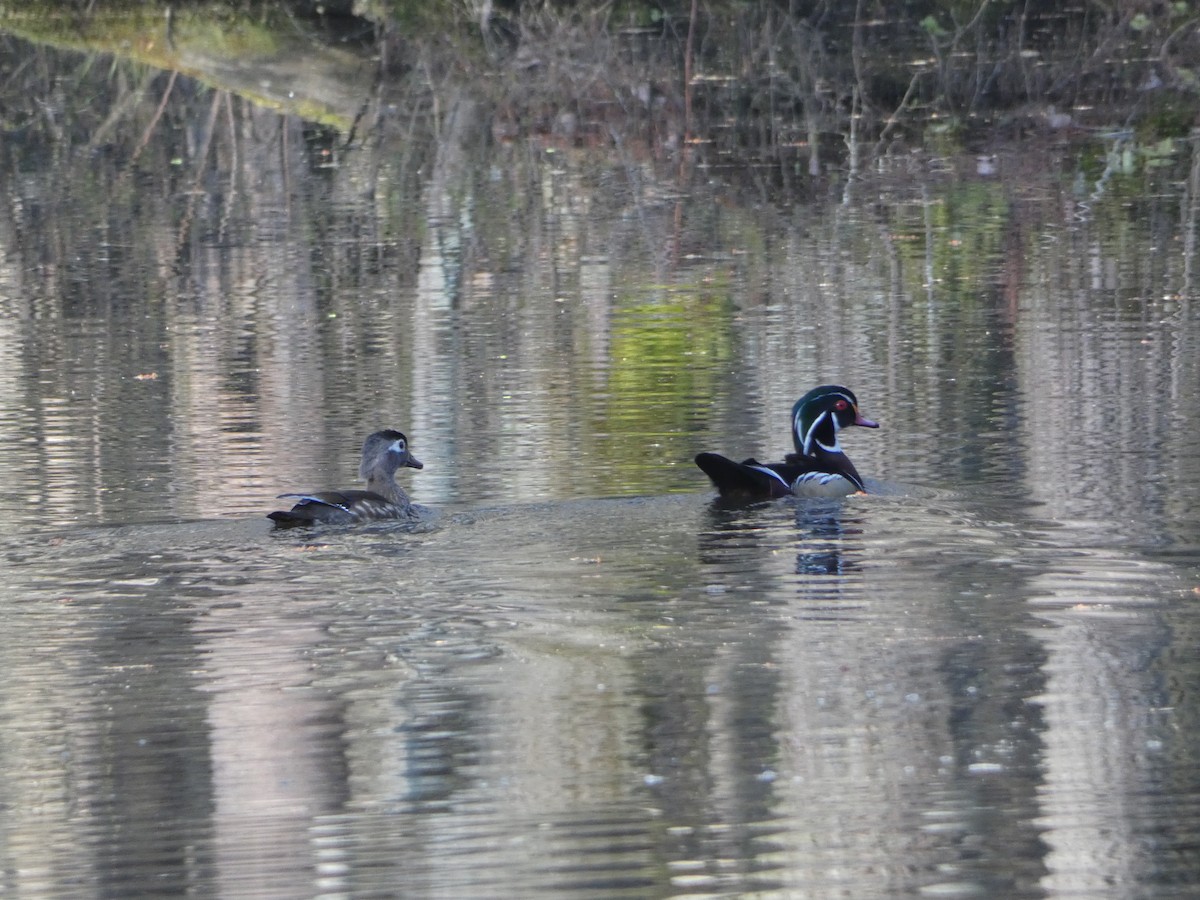 Wood Duck - ML616717238