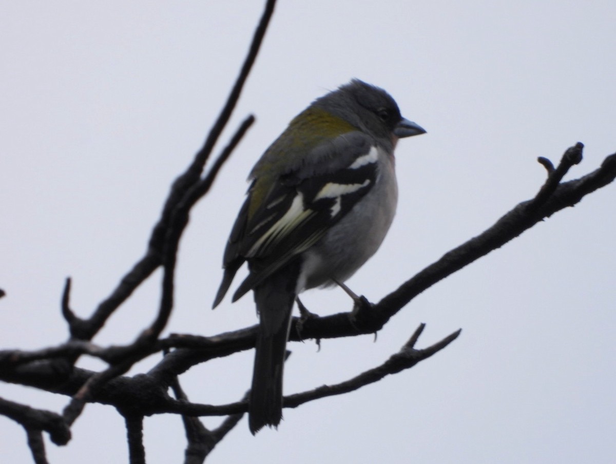 African Chaffinch - ML616717242