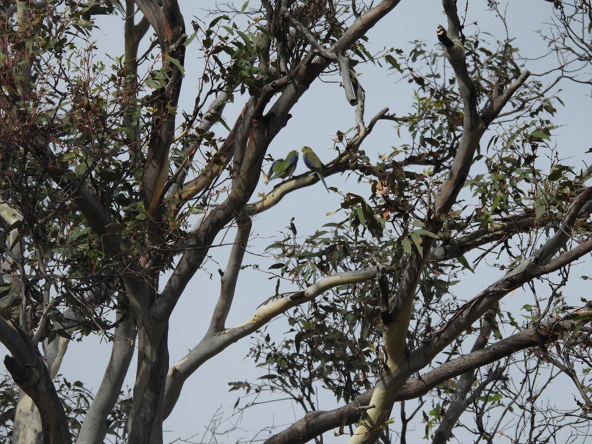 Blue-winged Parrot - ML616717247