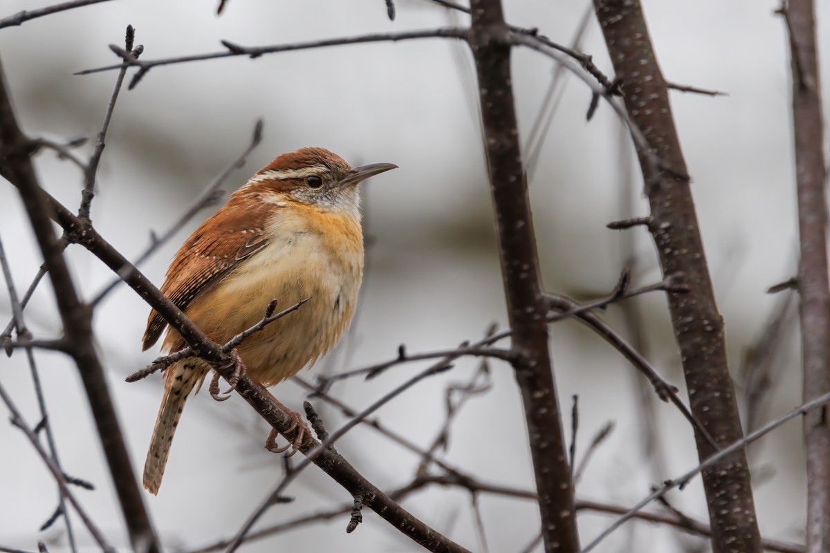 Carolina Wren - ML616717256