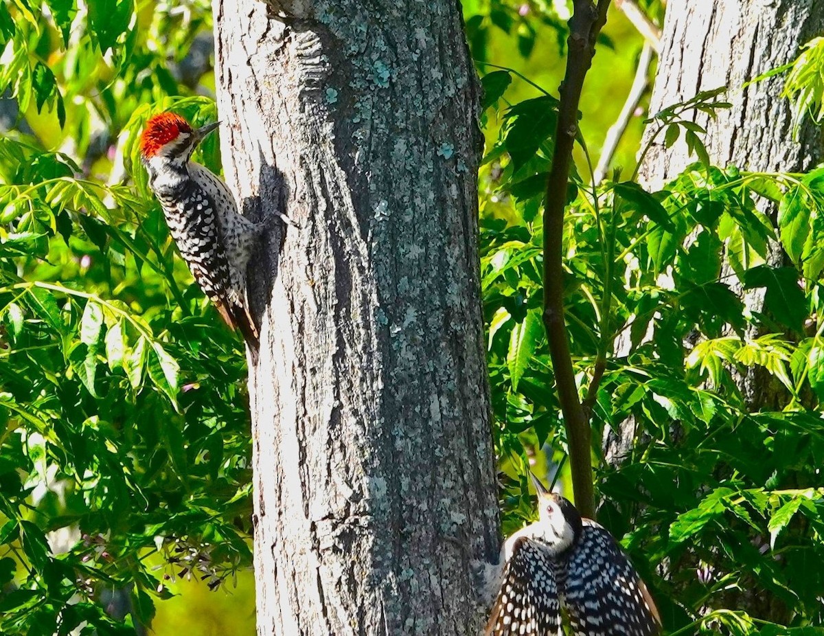 Ladder-backed Woodpecker - ML616717261