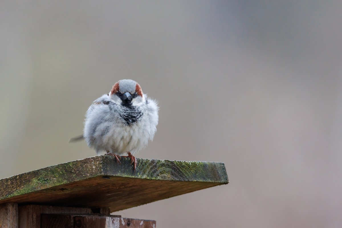 House Sparrow - Eric Wengert