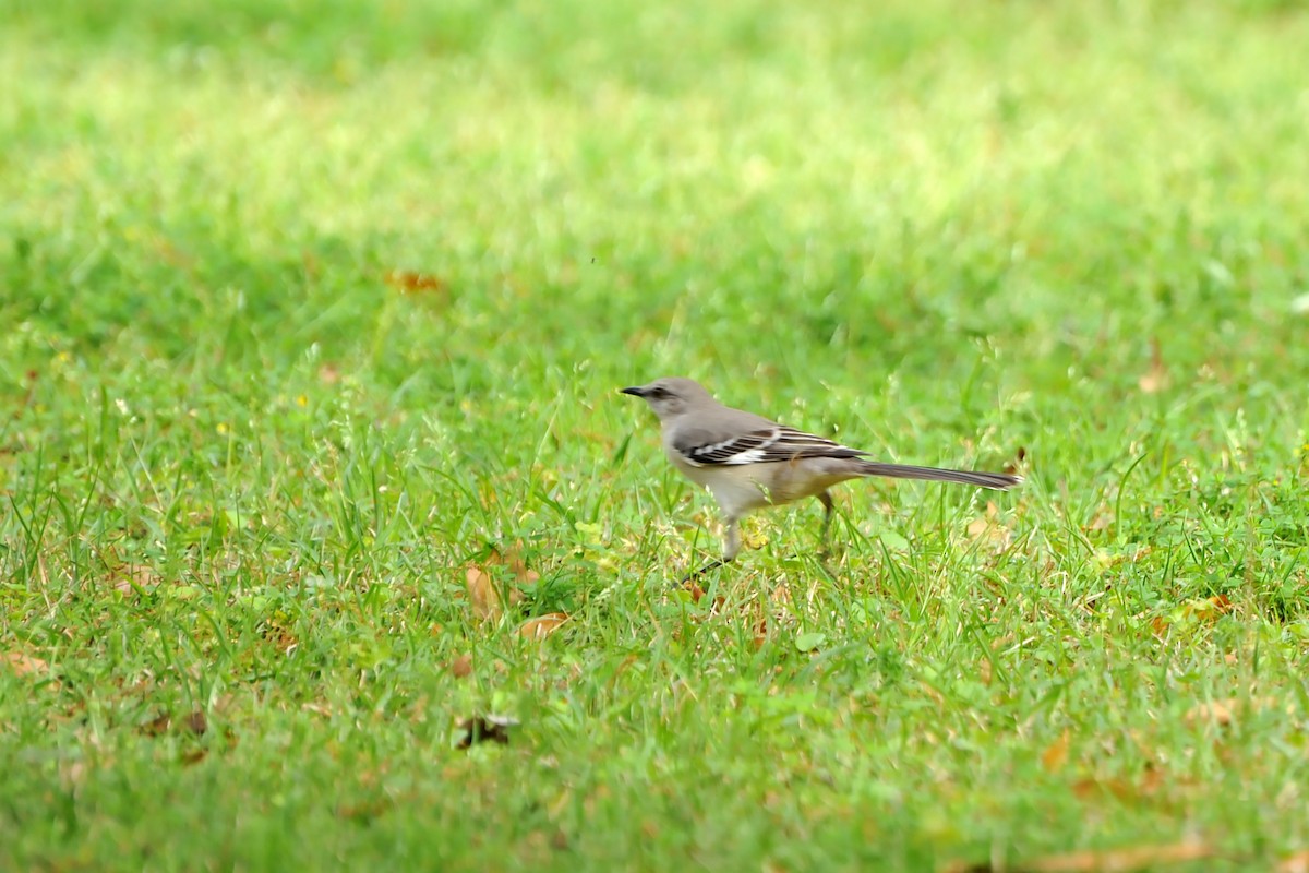 Northern Mockingbird - ML616717272