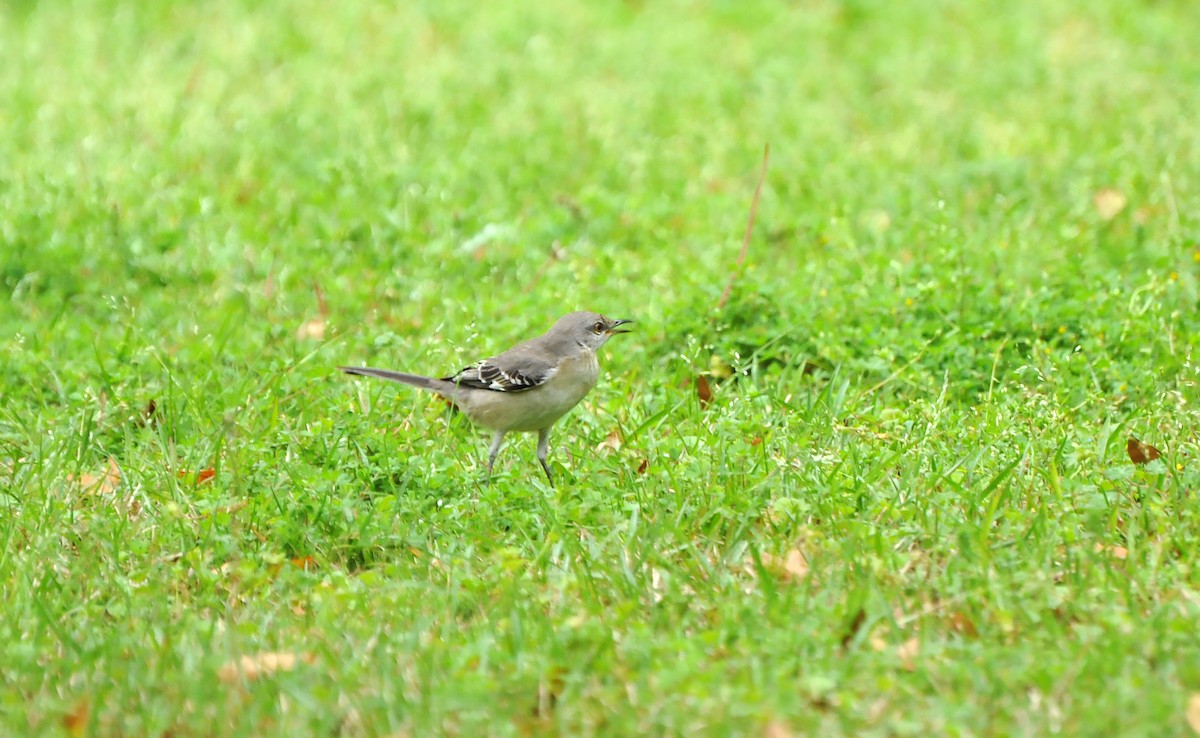 Northern Mockingbird - ML616717273