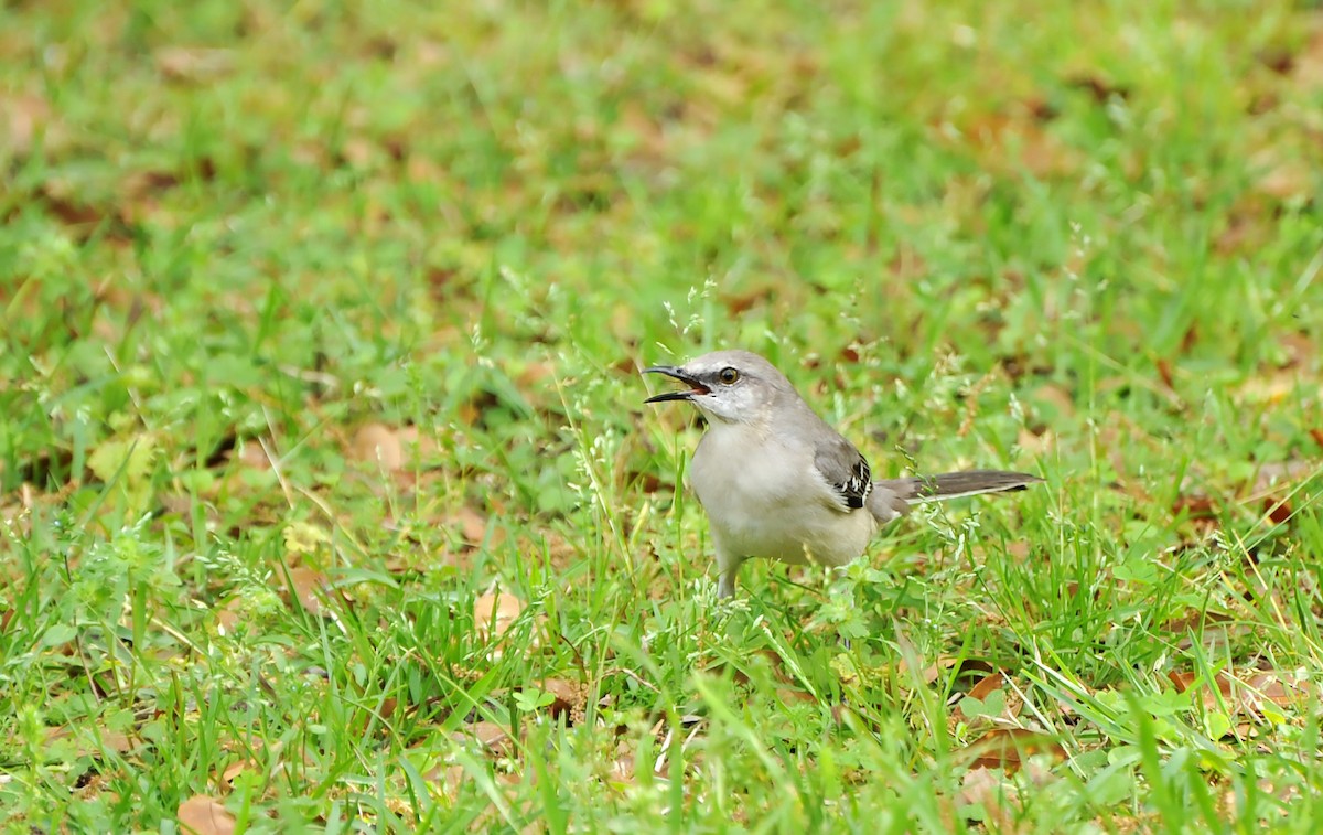 Northern Mockingbird - ML616717275