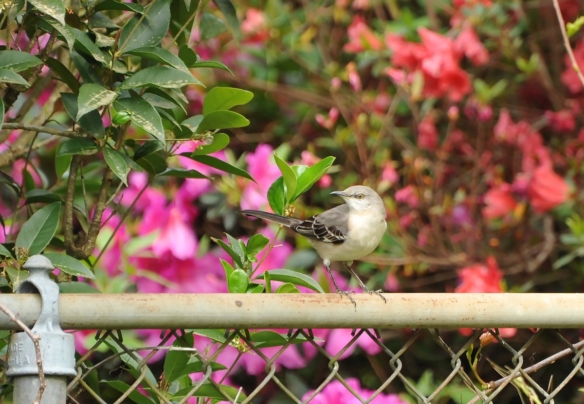 Northern Mockingbird - Walt Jones