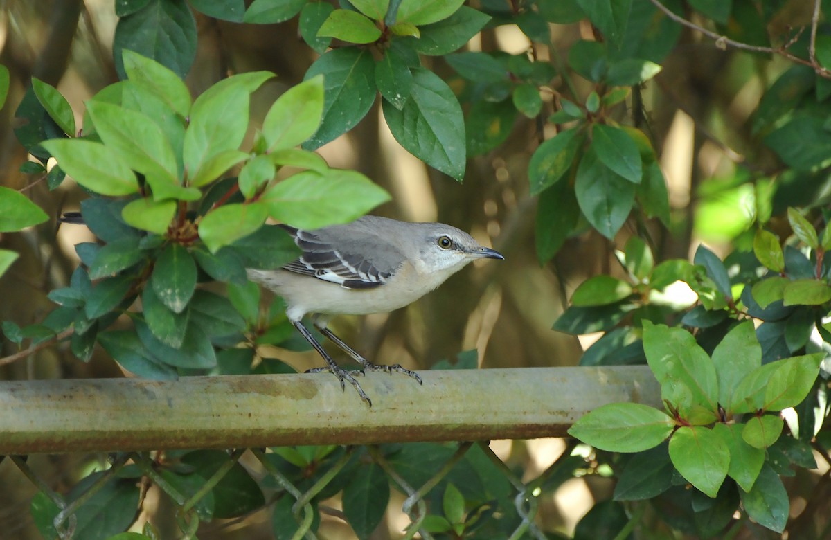 Northern Mockingbird - ML616717277