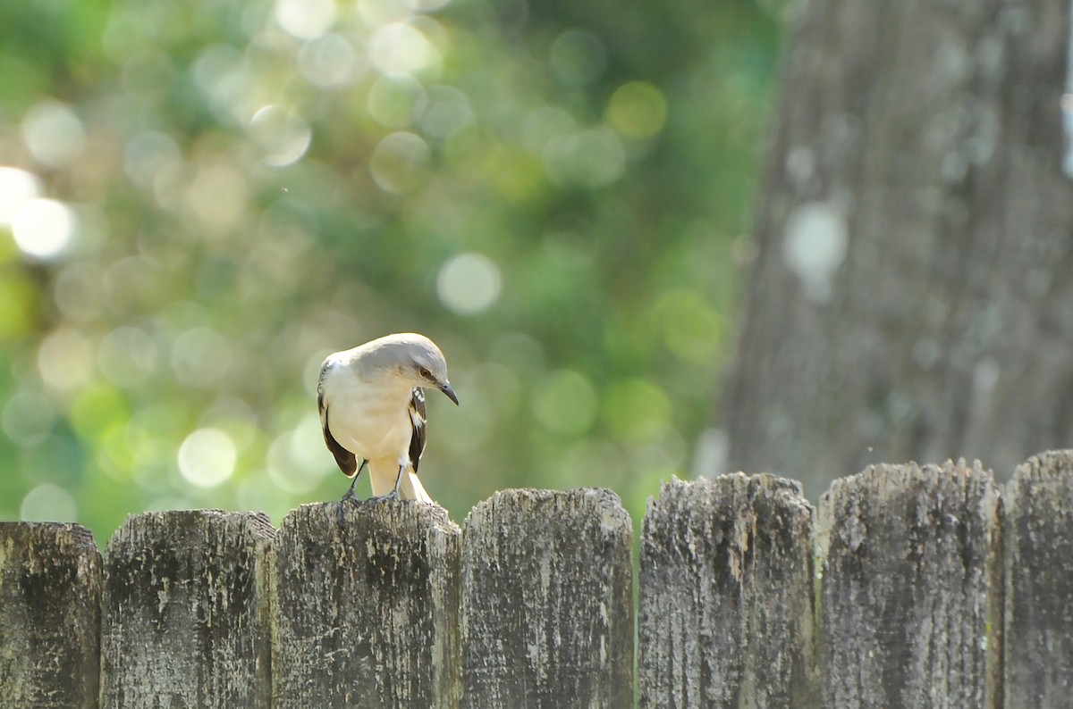 Northern Mockingbird - ML616717278