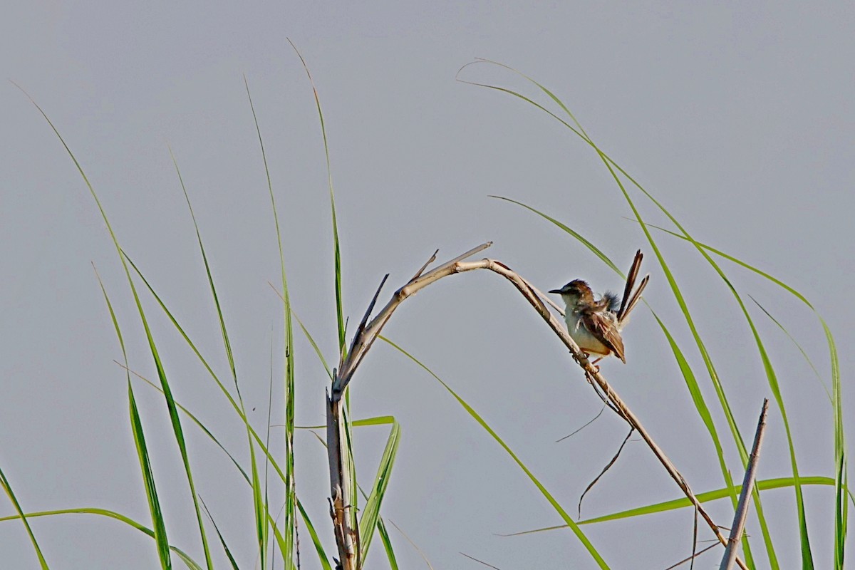 Plain Prinia - Brad Kremer