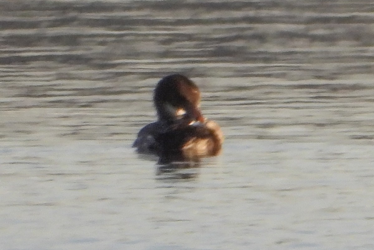 Little Grebe - ML616717301