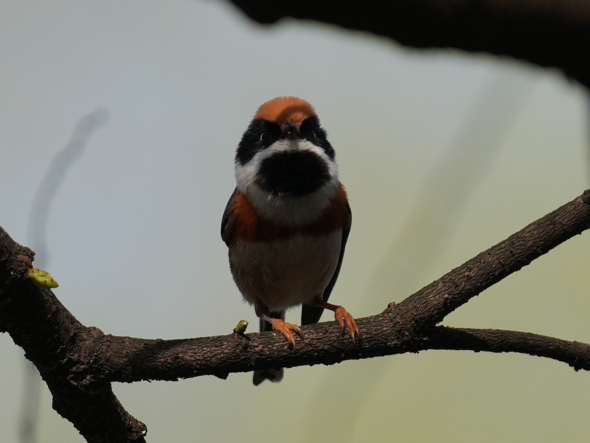 Black-throated Tit (Black-throated) - ML616717306