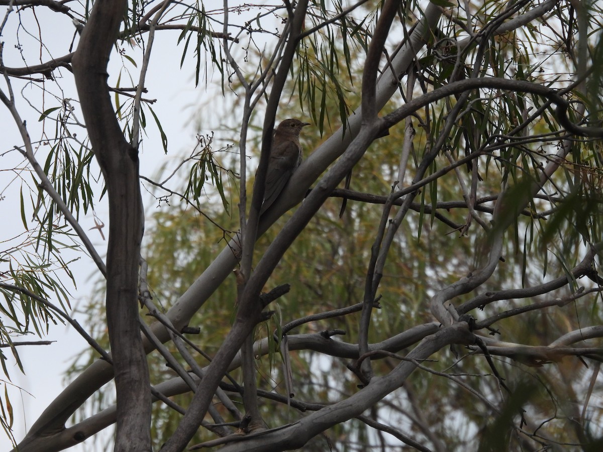 Fan-tailed Cuckoo - ML616717310