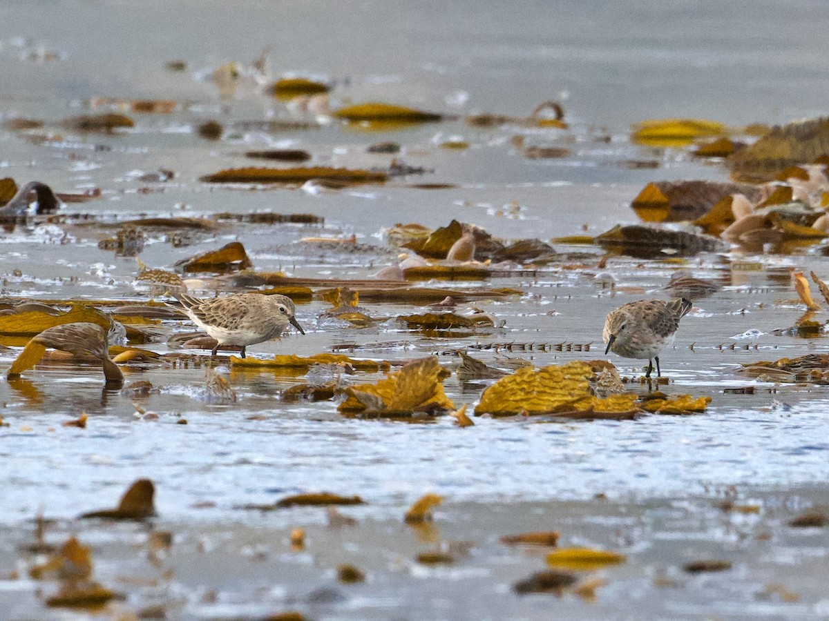 Weißbürzel-Strandläufer - ML616717354