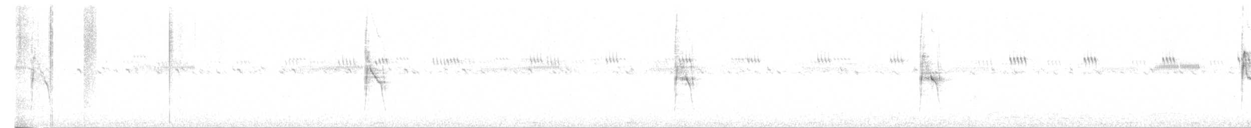 Weißbauch-Dickichtschlüpfer - ML616717403
