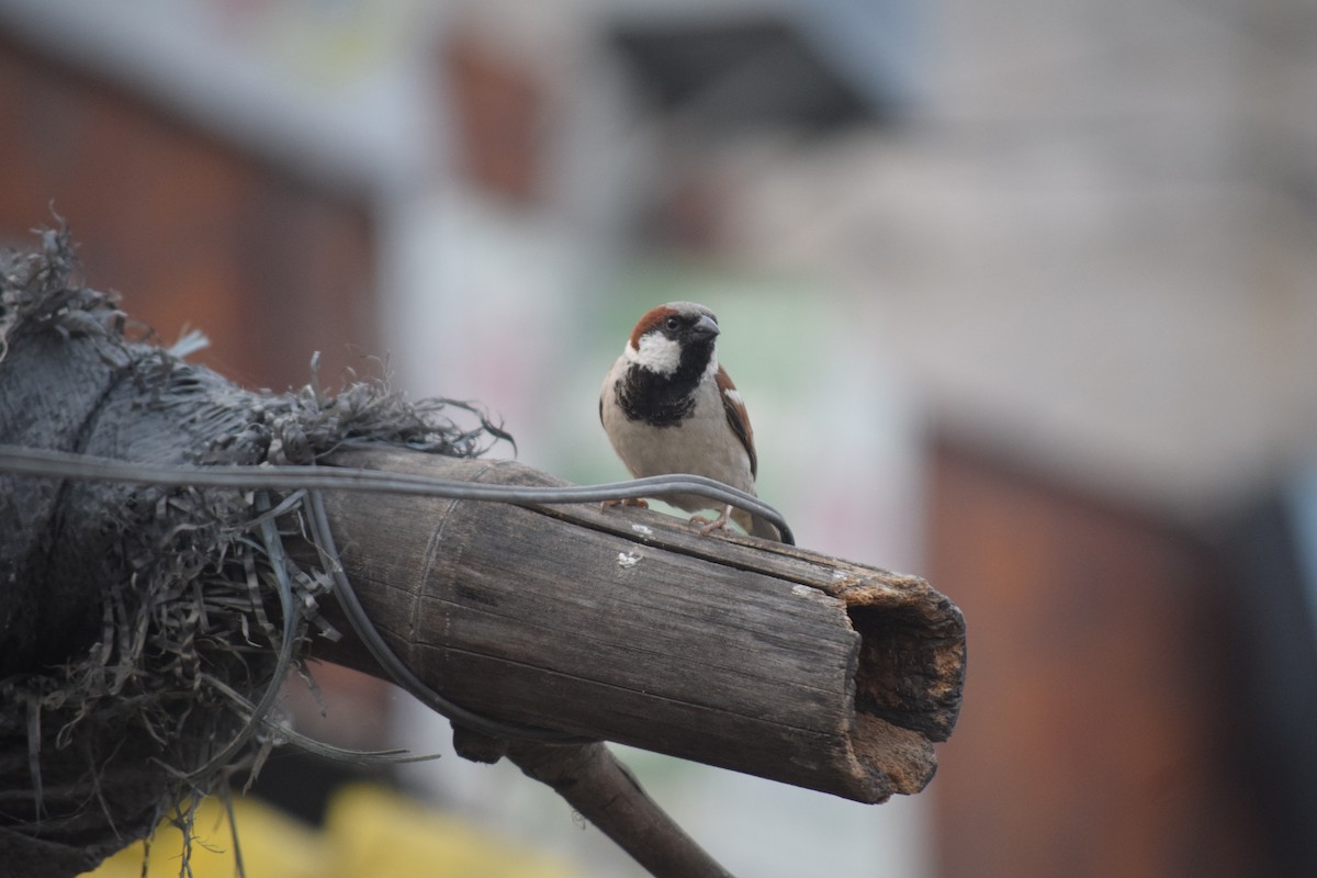 House Sparrow - Rabin Gautam