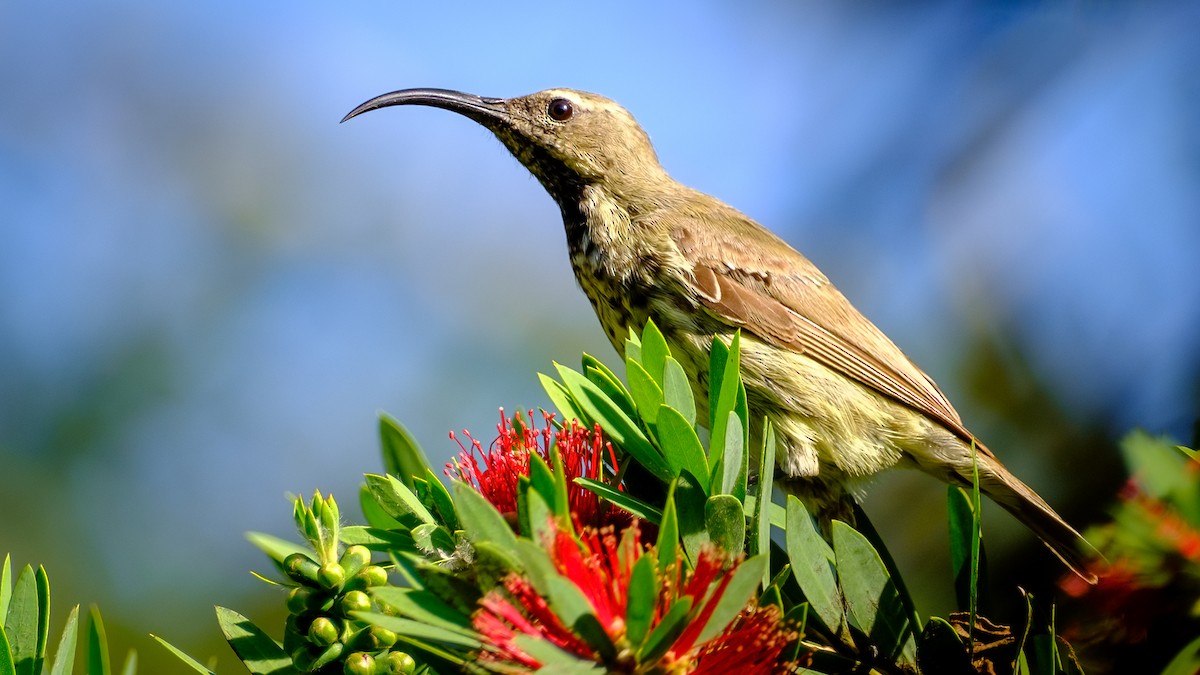 Amethyst Sunbird - Andrew Black