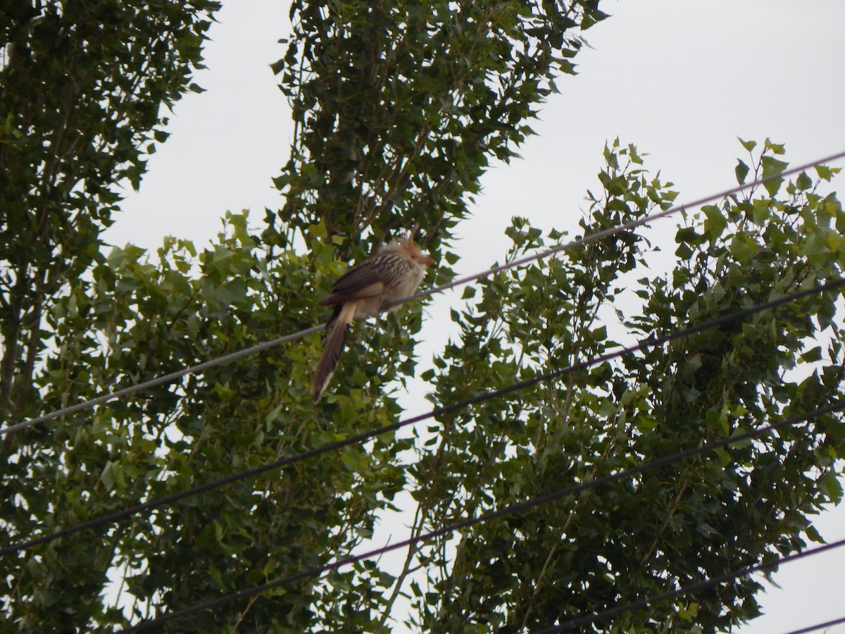 Guira Cuckoo - Tiziano Luka