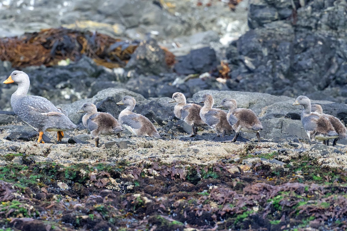 Flightless Steamer-Duck - ML616717491