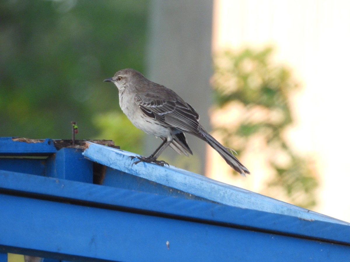 Bahama Mockingbird - Yaro Rodriguez