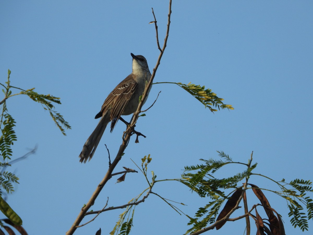 Bahama Mockingbird - Yaro Rodriguez