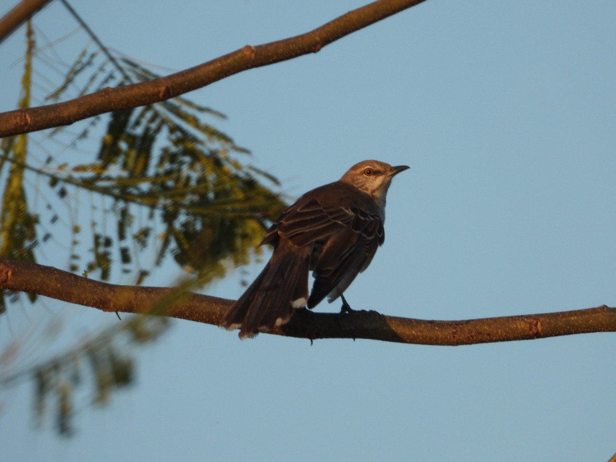 Bahama Mockingbird - Yaro Rodriguez