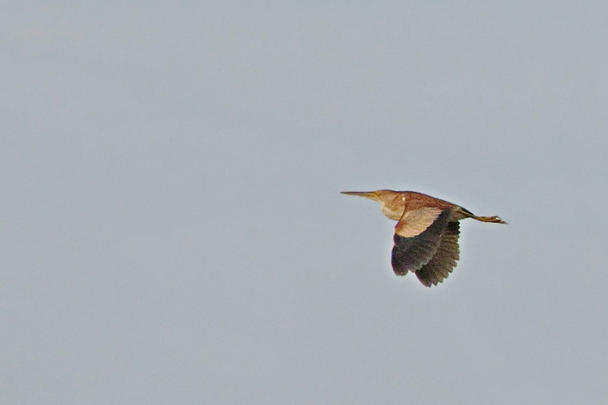 Yellow Bittern - Brad Kremer