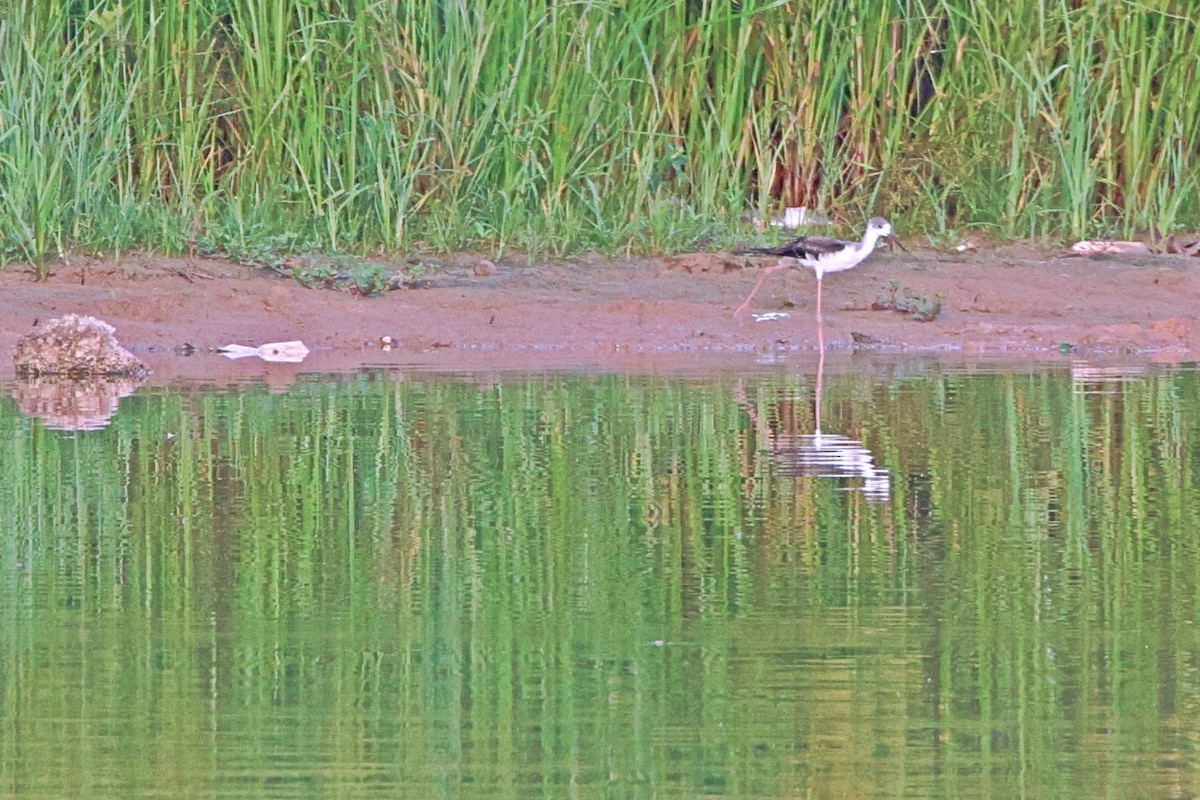 Black-winged Stilt - Brad Kremer