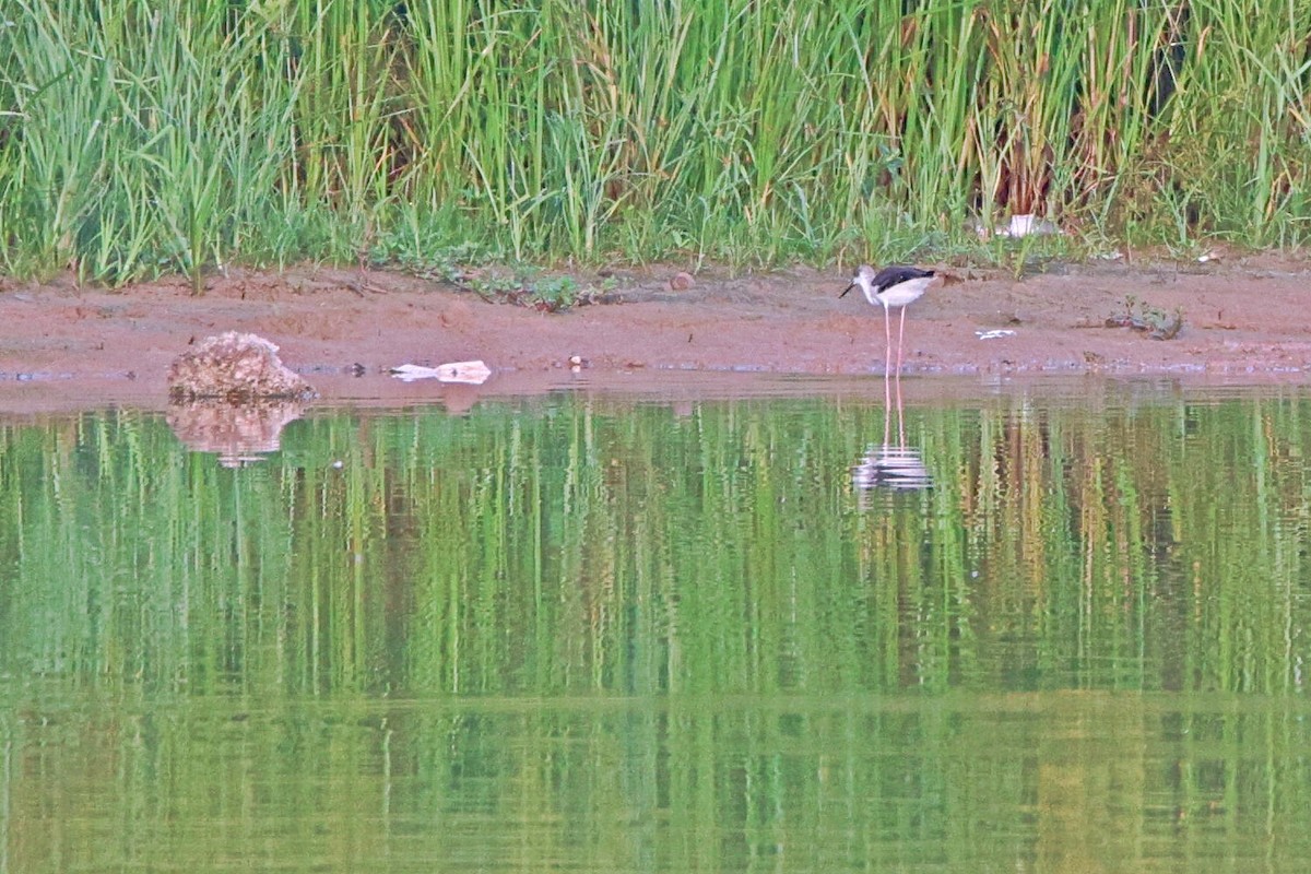 Black-winged Stilt - Brad Kremer