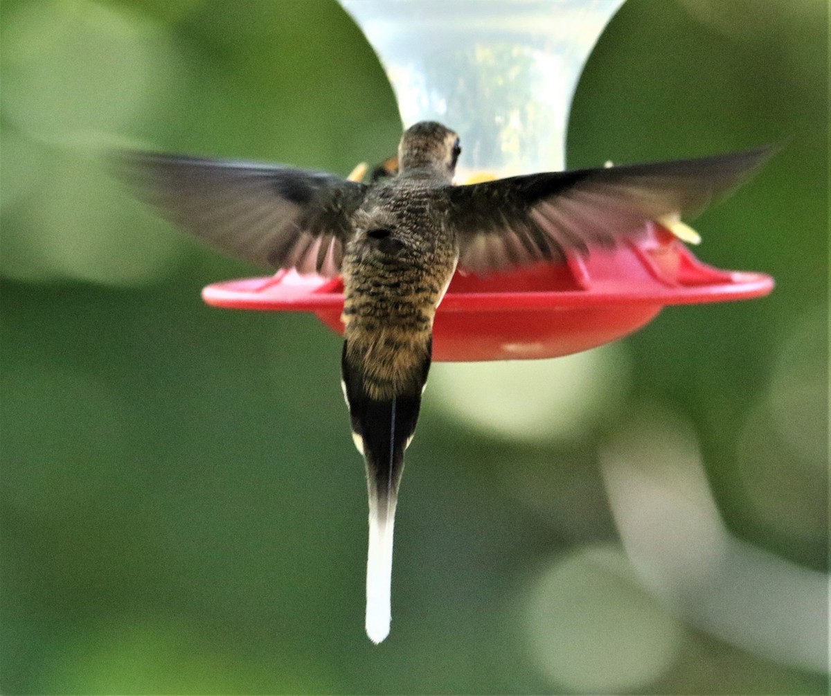 Long-billed Hermit - ML616717599