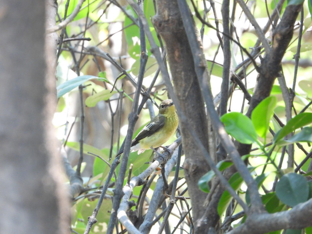 Yellow-rumped Flycatcher - ML616717603