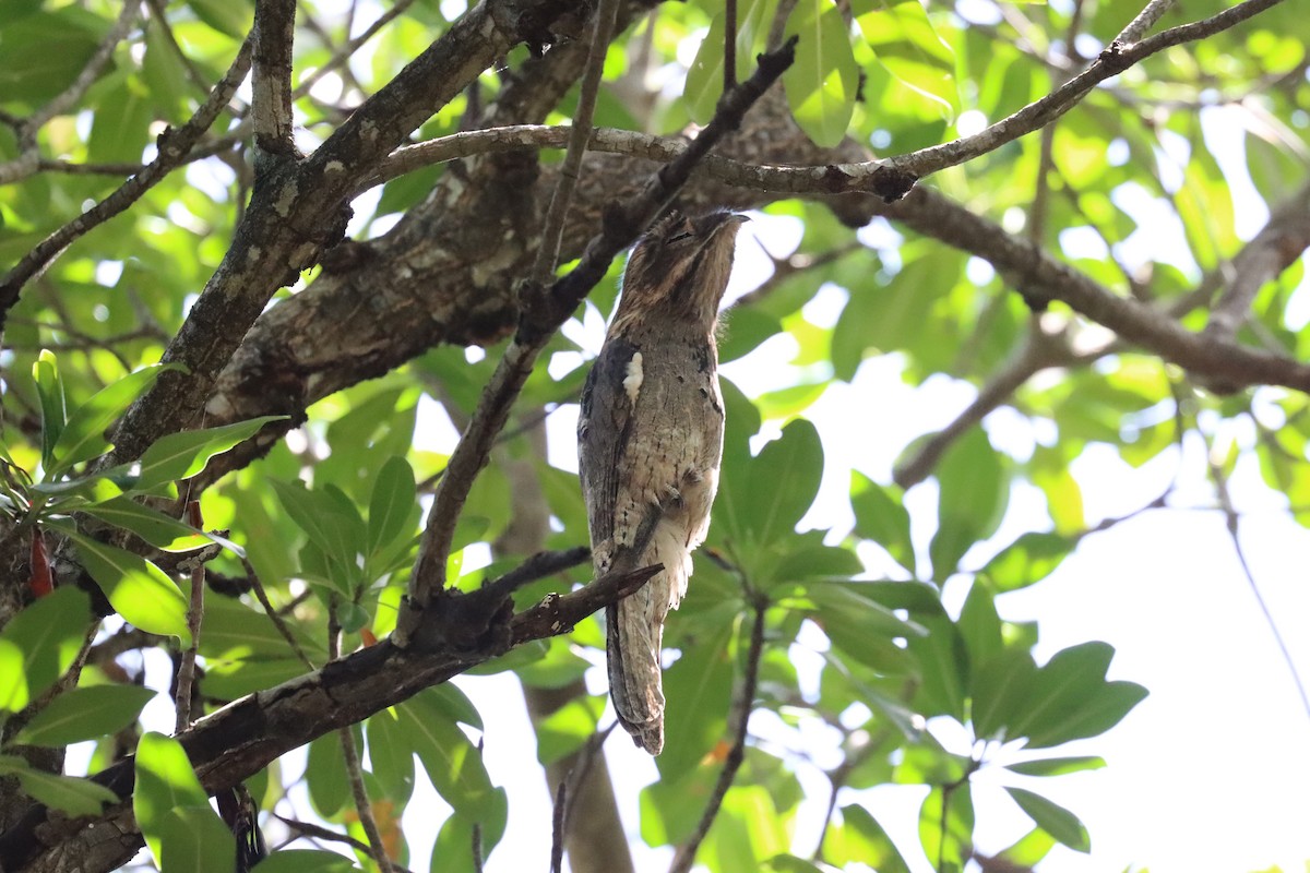 Common Potoo - ML616717611